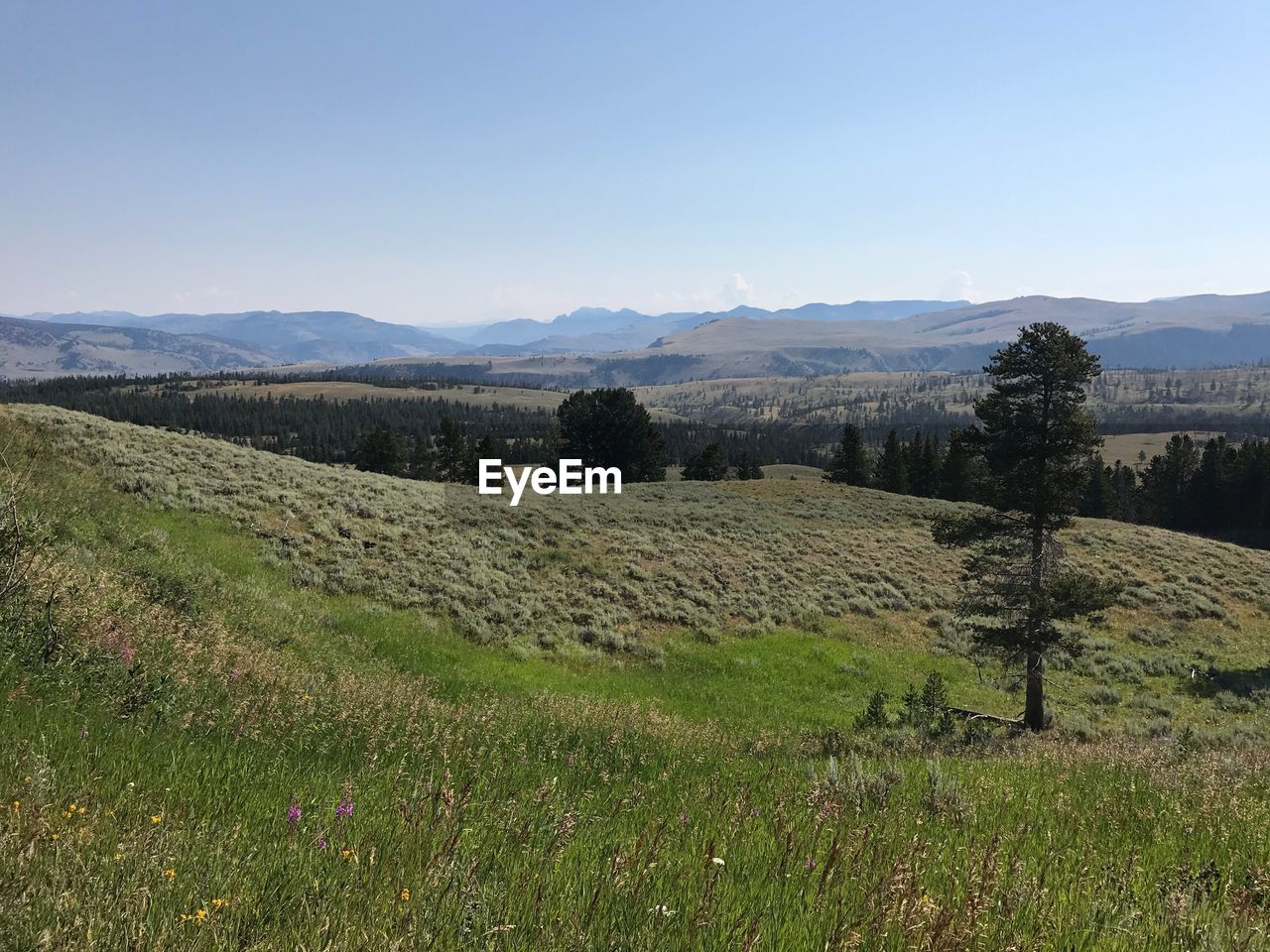 SCENIC VIEW OF AGRICULTURAL FIELD AGAINST CLEAR SKY