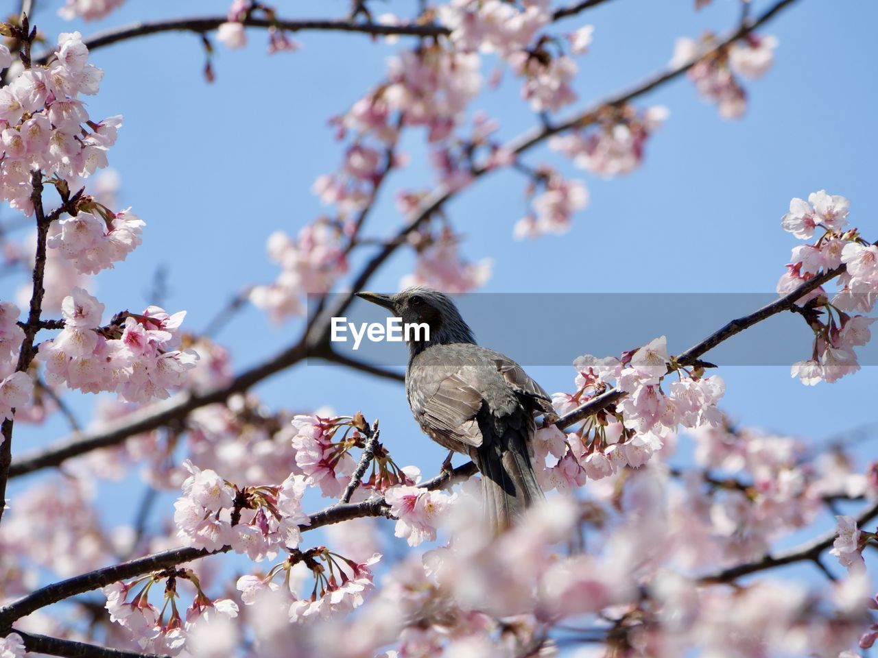 plant, blossom, tree, springtime, spring, flower, flowering plant, fragility, branch, cherry blossom, beauty in nature, pink, freshness, growth, nature, cherry tree, day, produce, bird, sky, no people, animal themes, outdoors, animal, low angle view, animal wildlife, almond tree, plum blossom, food, wildlife, focus on foreground, fruit tree, selective focus, close-up, perching, clear sky, petal, sunlight