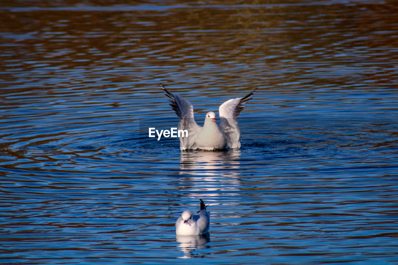  seagull swimming in lake