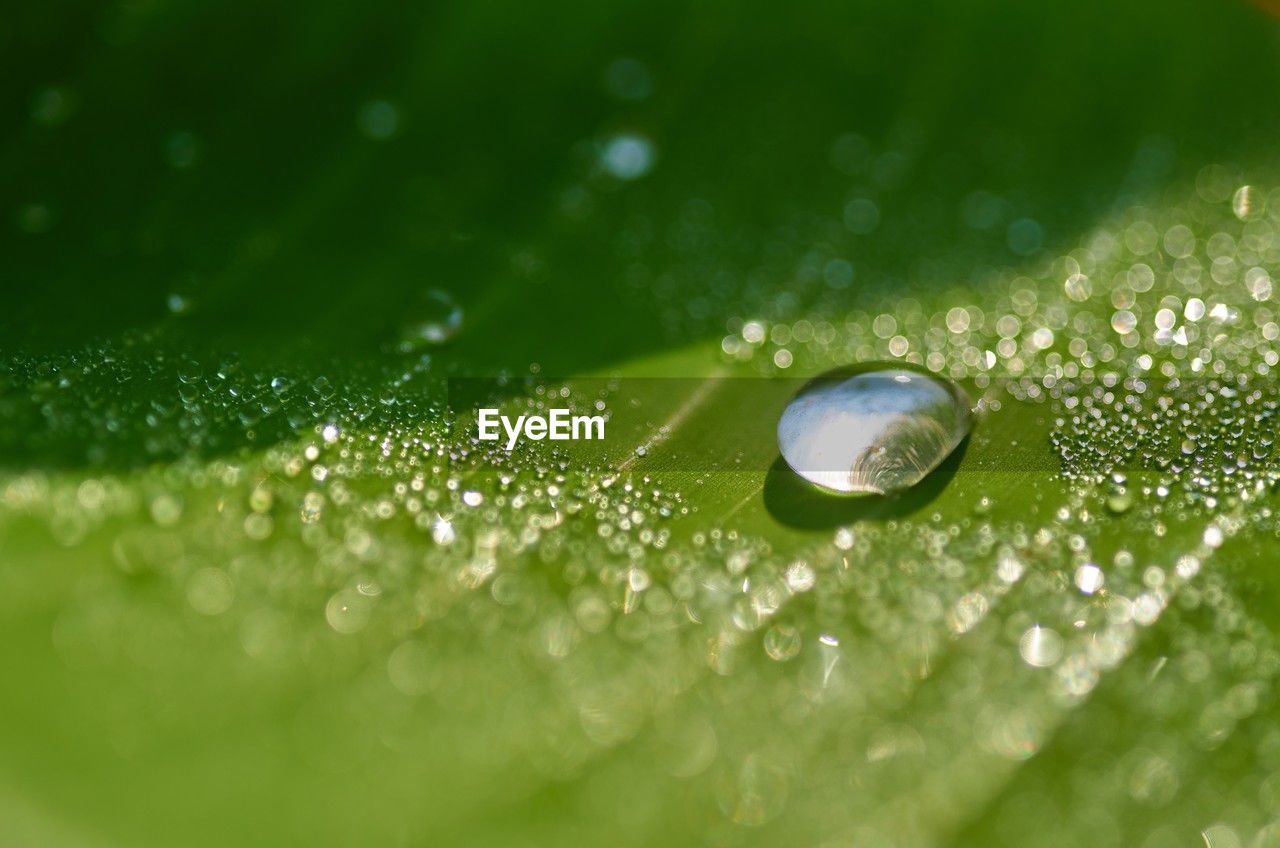 drop, dew, water, green, moisture, wet, nature, leaf, plant part, close-up, macro photography, grass, plant, selective focus, no people, beauty in nature, freshness, rain, macro, purity, backgrounds, plant stem, flower, environment, fragility, extreme close-up, raindrop, outdoors, growth, petal, blade of grass, leaf vein, full frame, day, environmental conservation