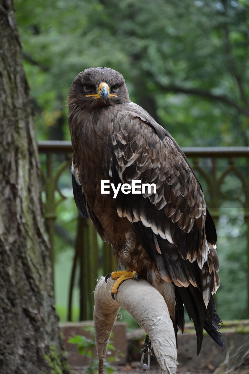 CLOSE-UP OF EAGLE PERCHING ON BRANCH