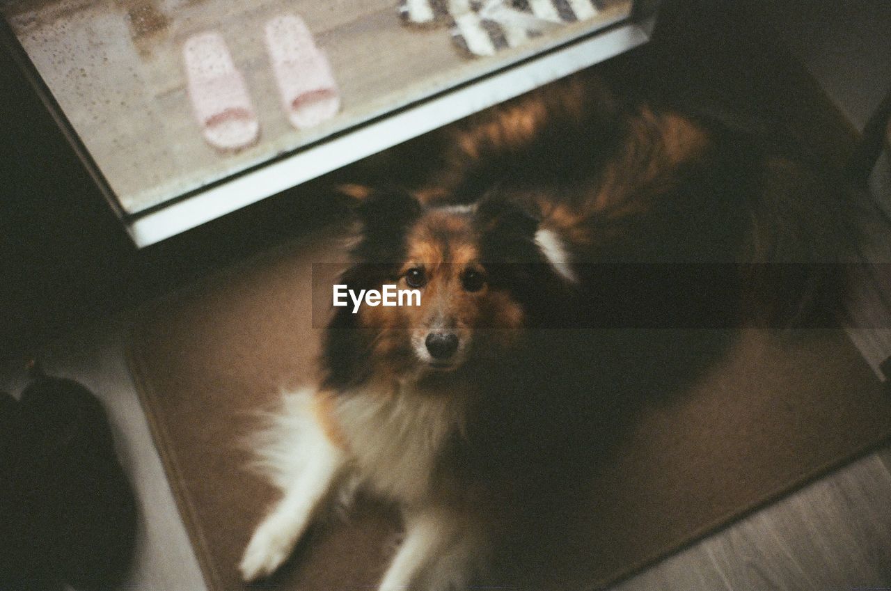 High angle portrait of dog at home