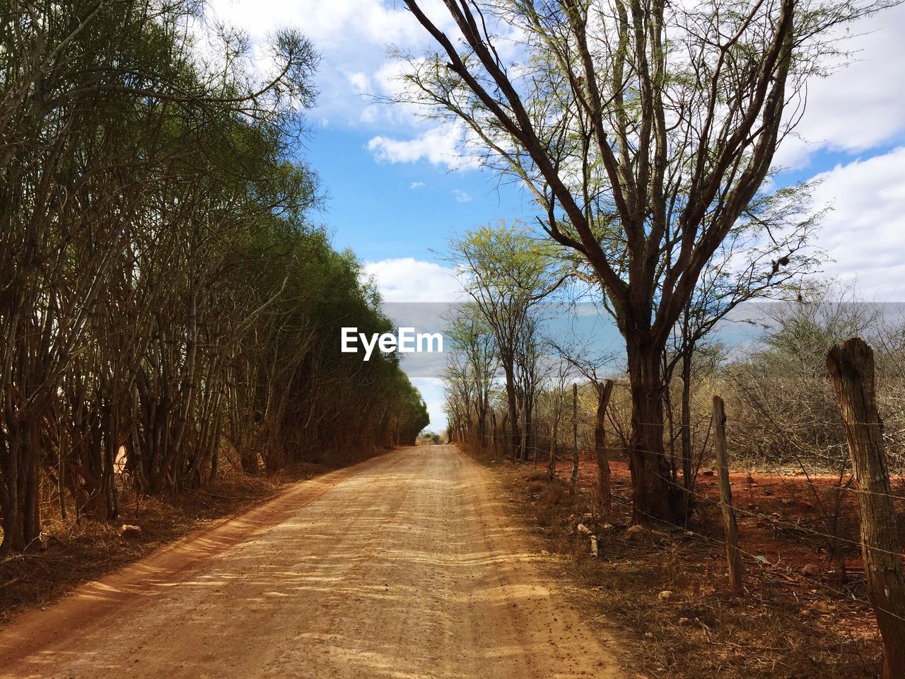 Road amidst bare trees in field