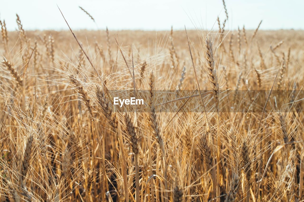 Close-up of wheat field against sky