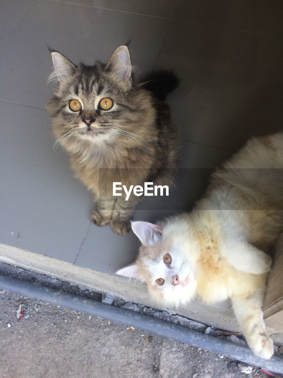 PORTRAIT OF CAT WITH KITTEN ON FLOOR