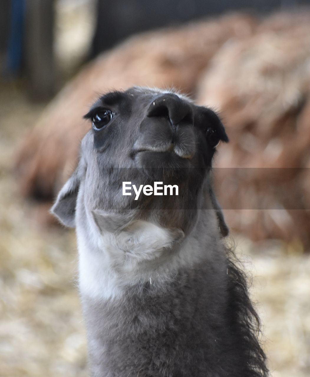 CLOSE-UP OF MEERKAT IN ZOO