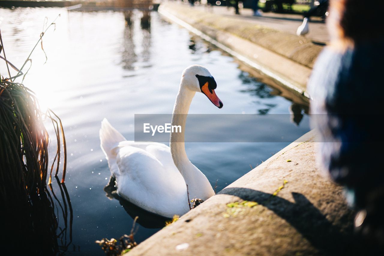 Swan swimming in lake