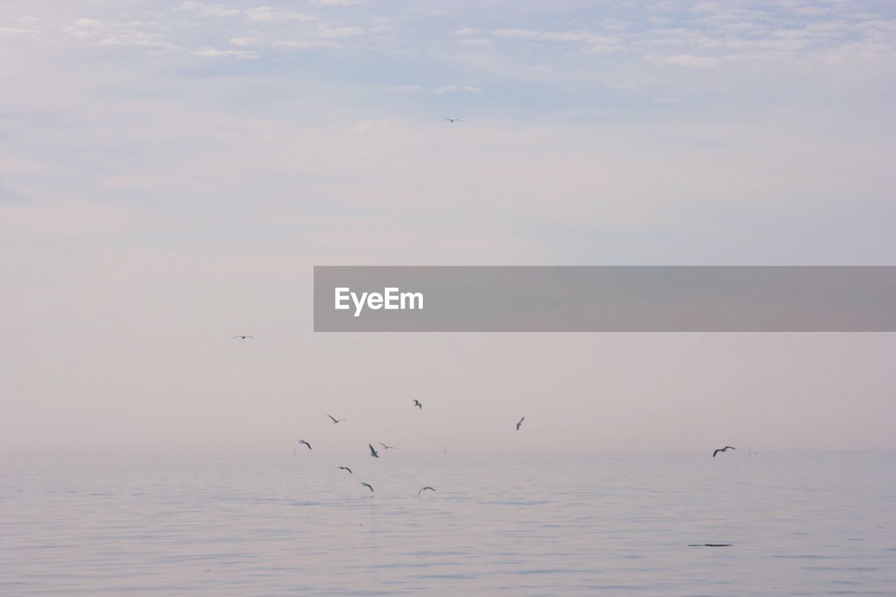 BIRDS FLYING ABOVE SEA