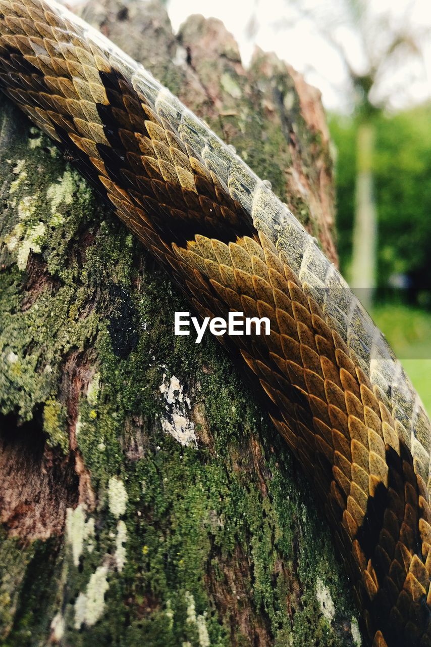 Close-up of snake on tree trunk