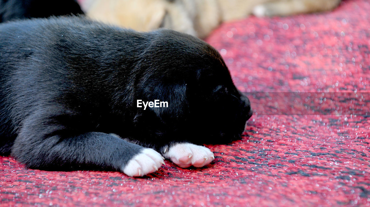 Small cute mixed breed puppy dog sleeping,