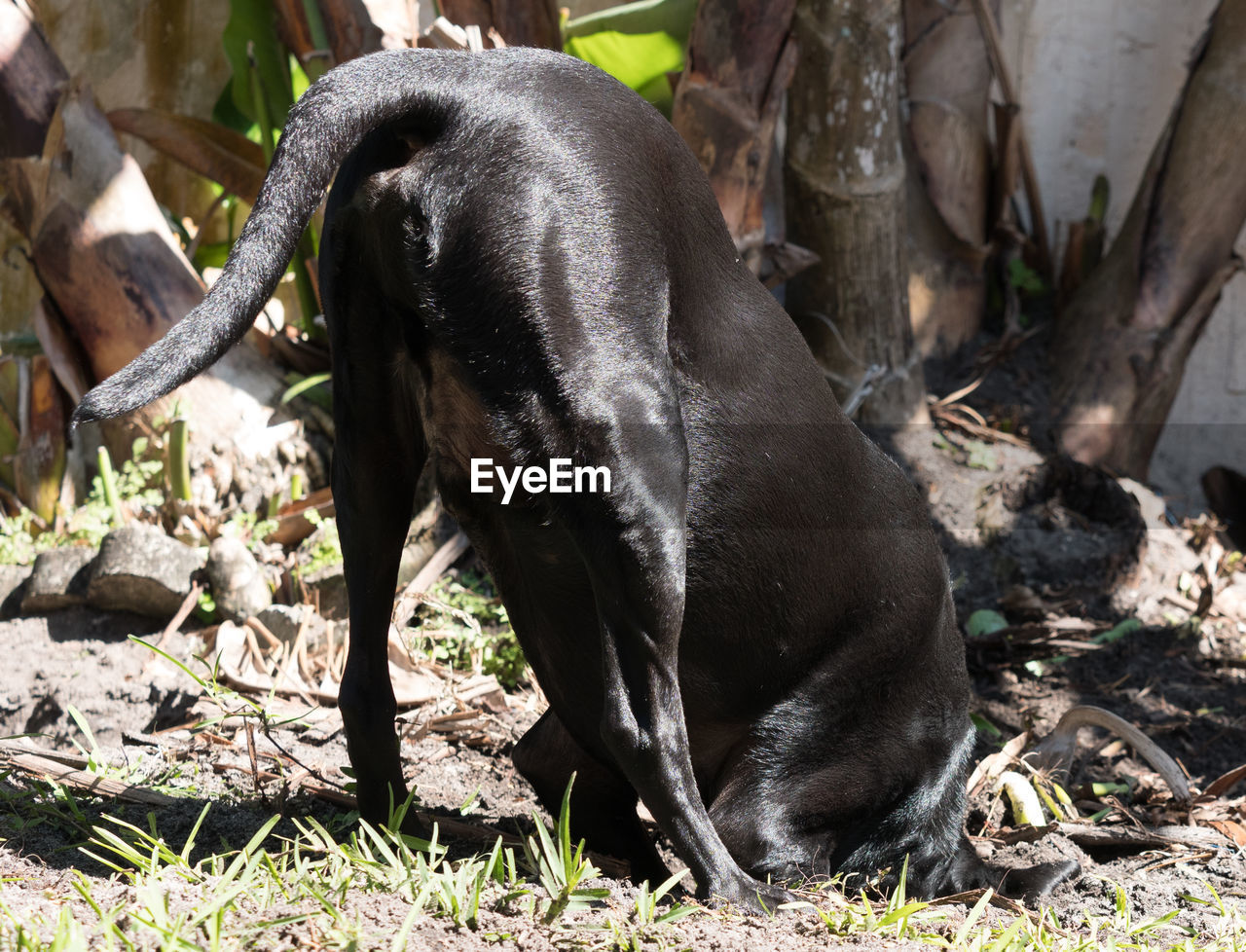 CLOSE-UP OF A DOG