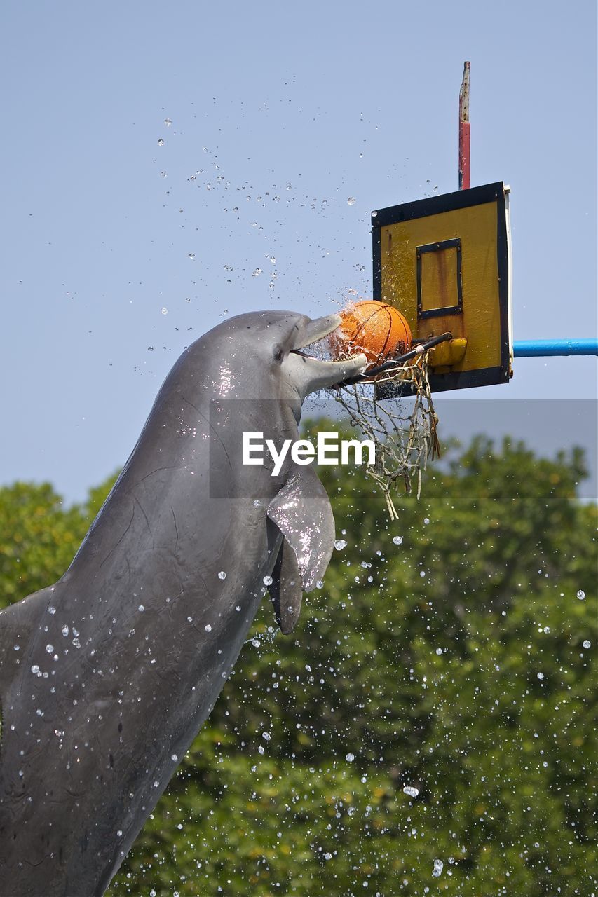 Dolphin playing basketball against clear sky during sunny day