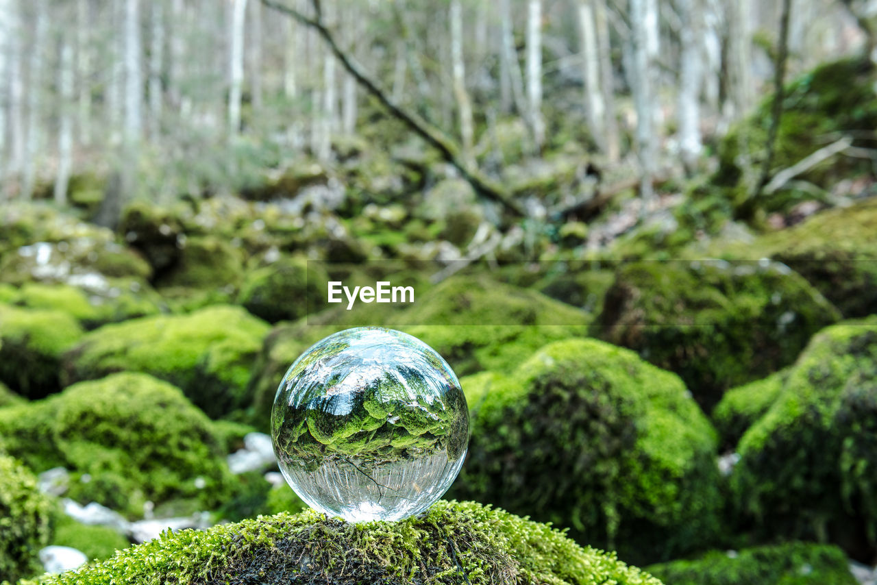 CLOSE-UP OF CRYSTAL BALL ON GRASS