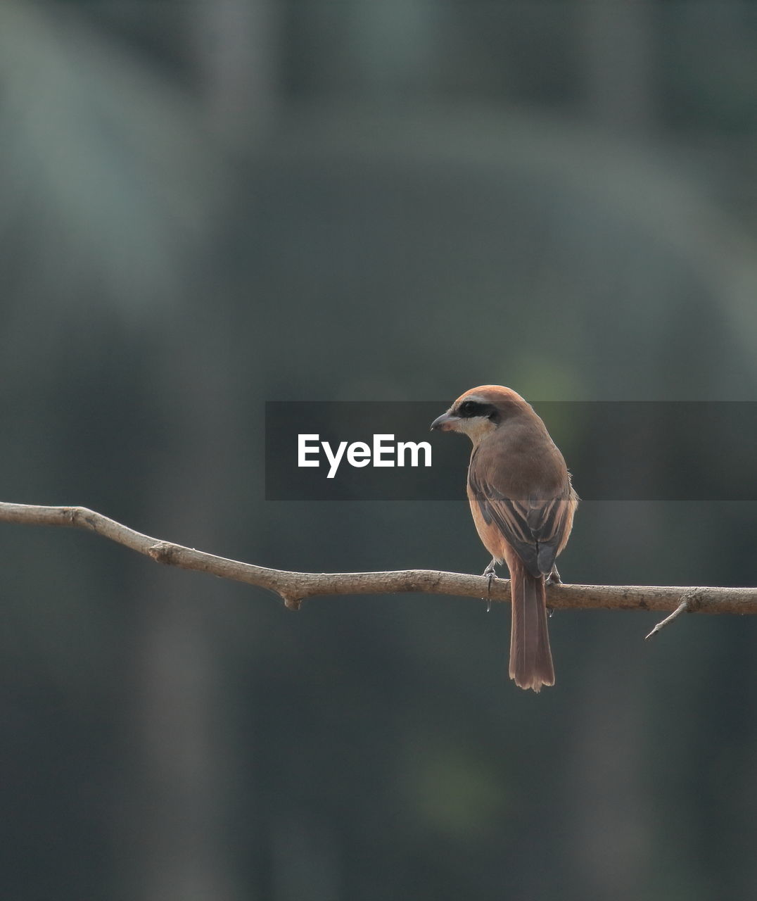 Brown shrike is perching on a branch