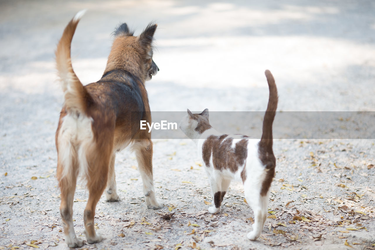 VIEW OF DOGS ON STREET