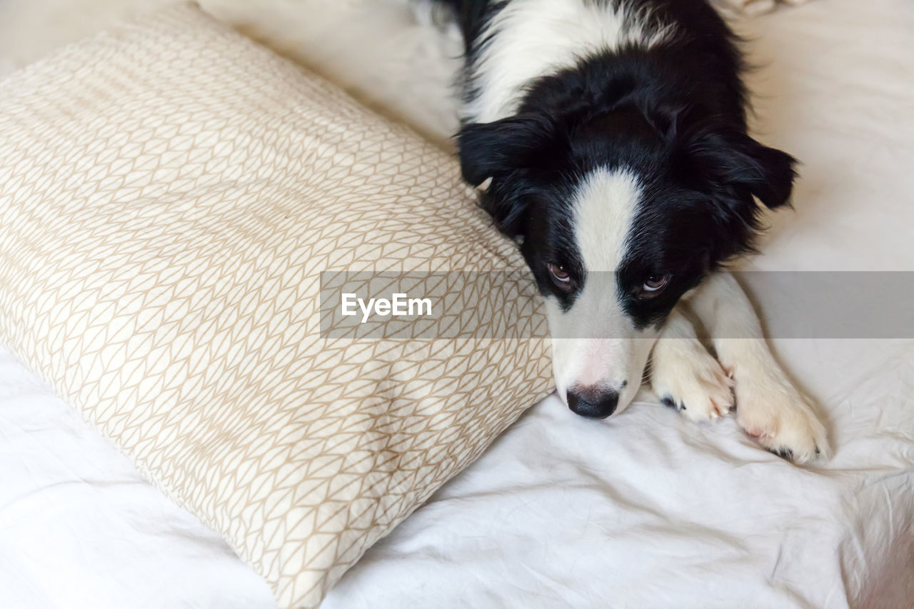 HIGH ANGLE PORTRAIT OF A DOG RESTING