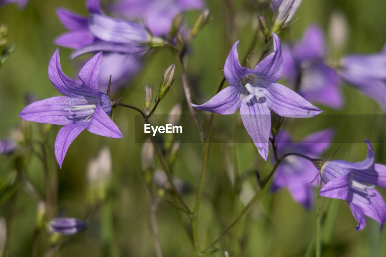 Close-up of purple flowering plant