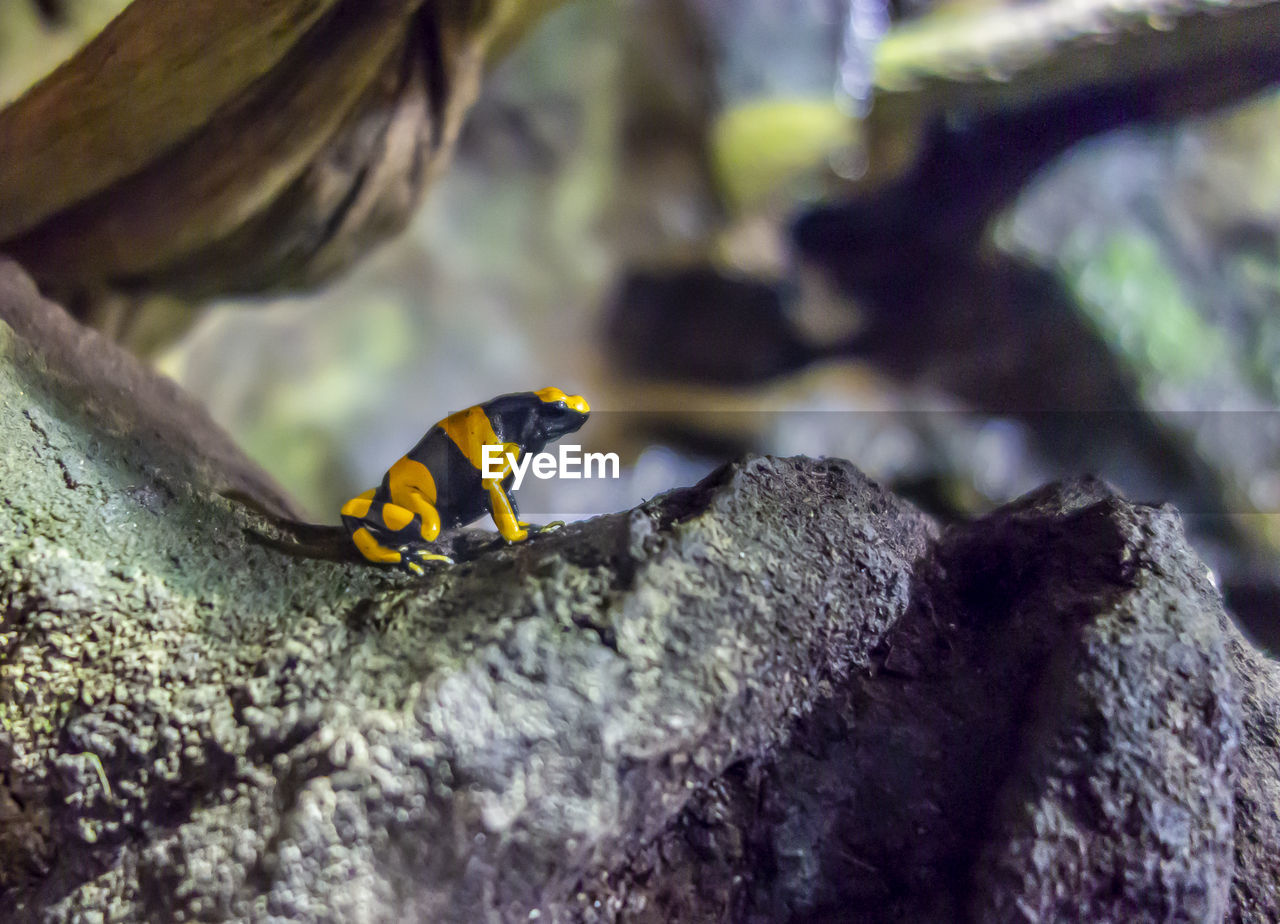 CLOSE-UP OF A INSECT ON ROCK