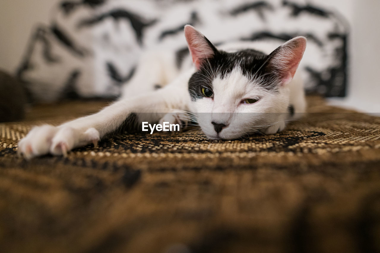 Cat sleeping on fluffy cat bed, selective focus