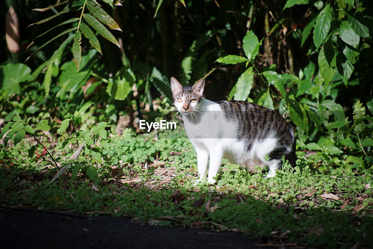 animal, animal themes, mammal, cat, one animal, pet, domestic animals, domestic cat, feline, plant, grass, nature, no people, green, felidae, small to medium-sized cats, day, leaf, portrait, land, plant part, growth, outdoors, front or back yard