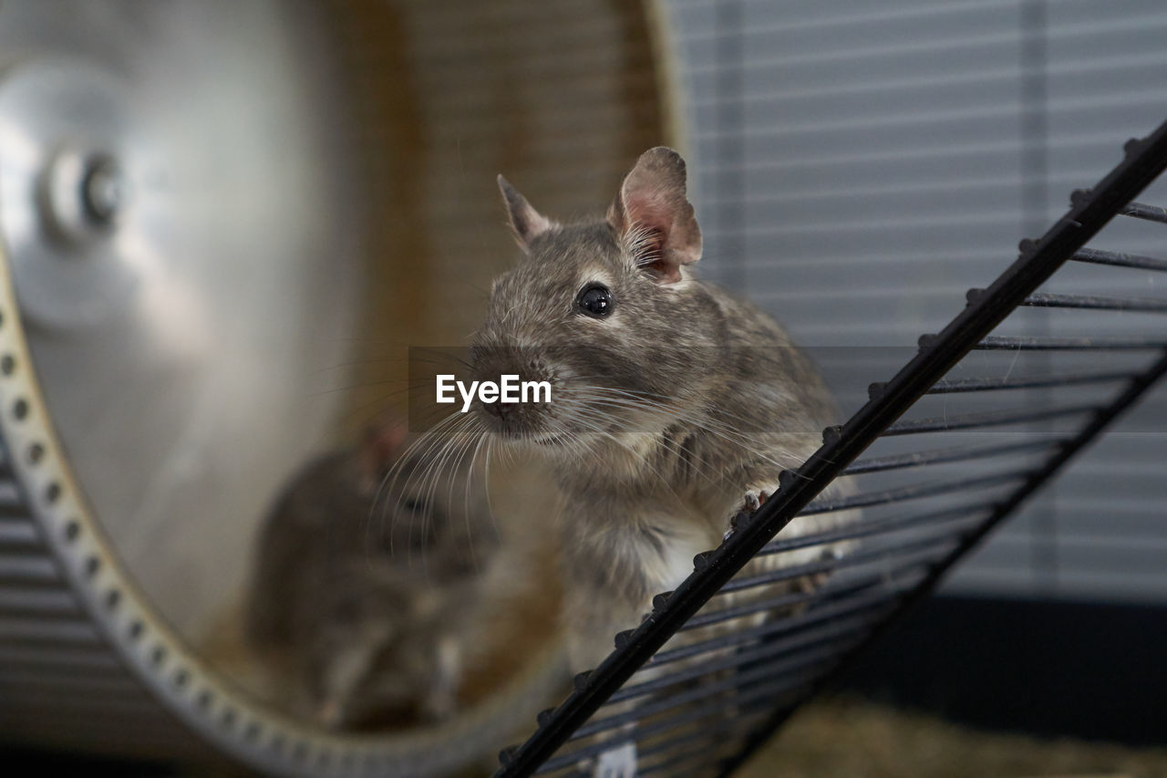 Degu portait