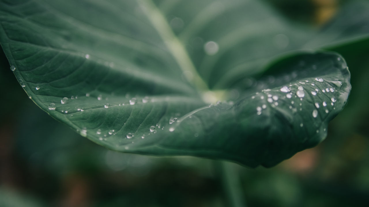 Close-up of water drops on plant