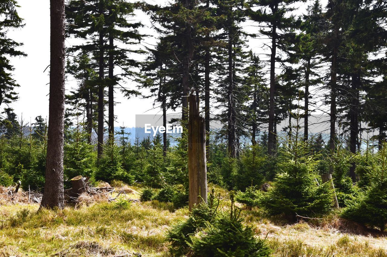 VIEW OF TREES IN FOREST