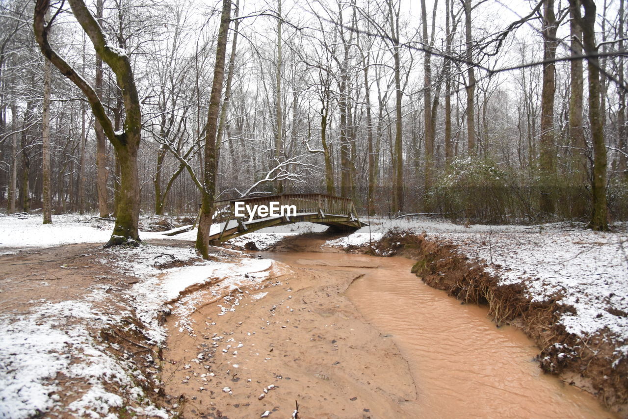 BARE TREES BY STREAM IN WINTER