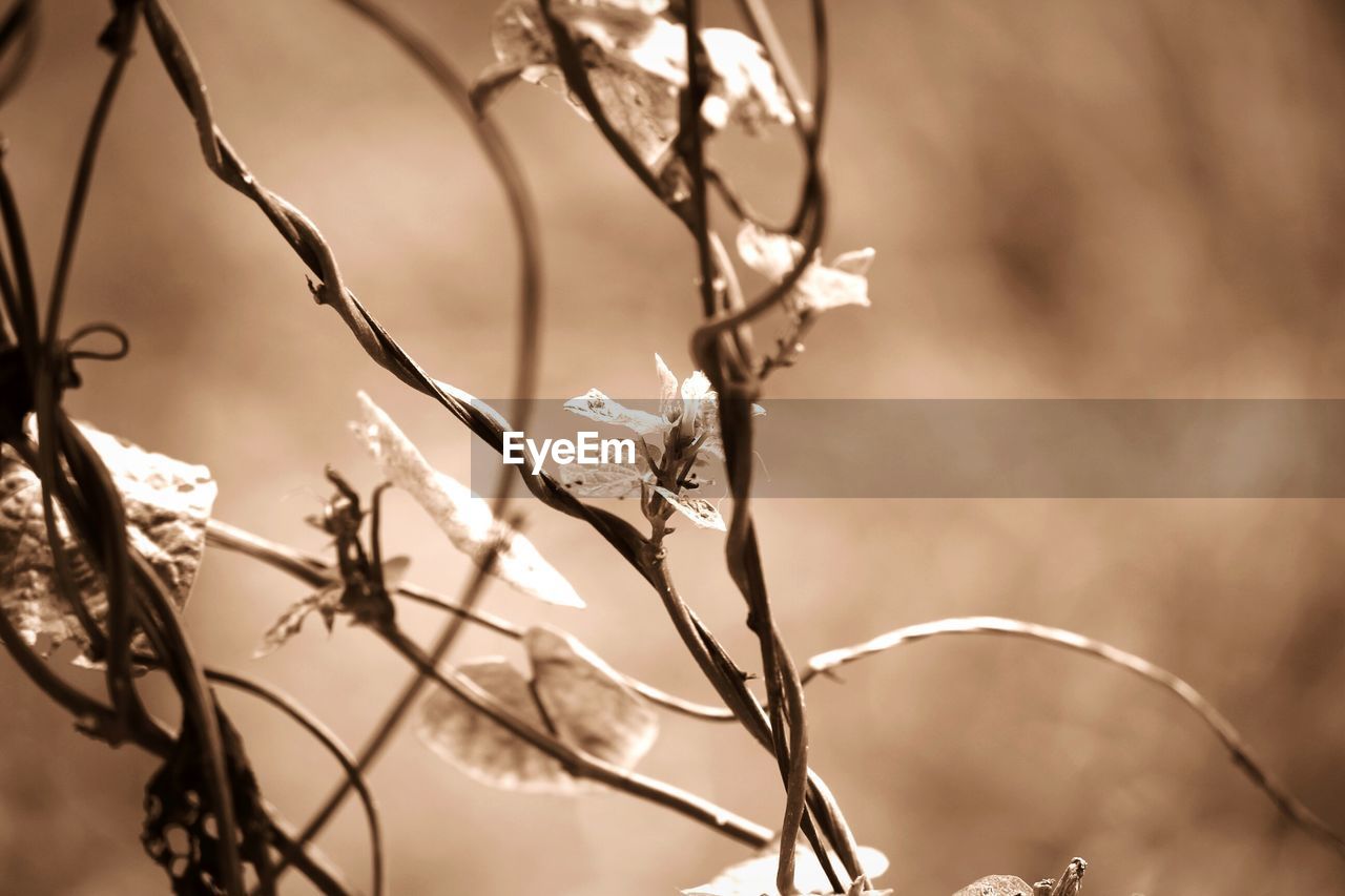 Low angle view of leaves and plant growing on field