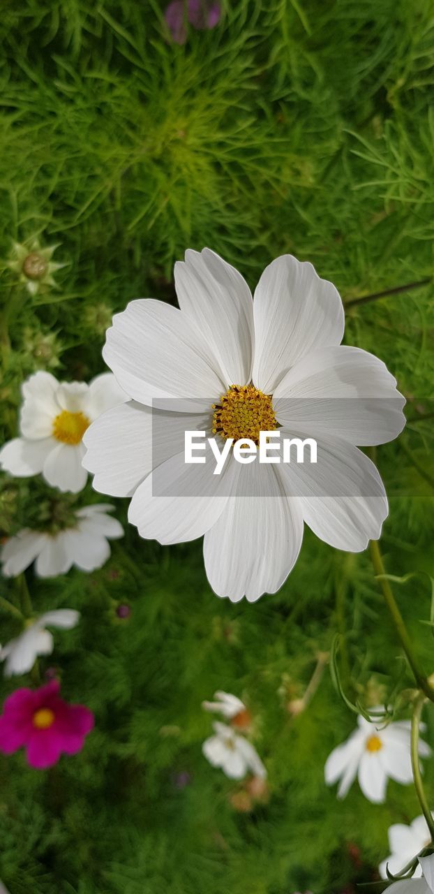 CLOSE-UP OF WHITE COSMOS