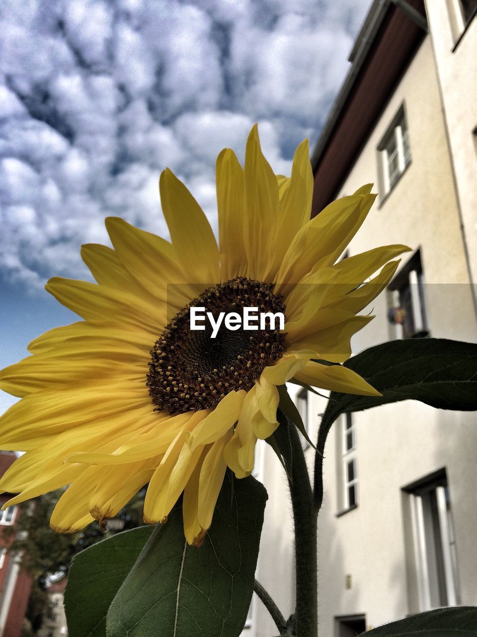 CLOSE-UP OF SUNFLOWER BLOOMING AGAINST SKY