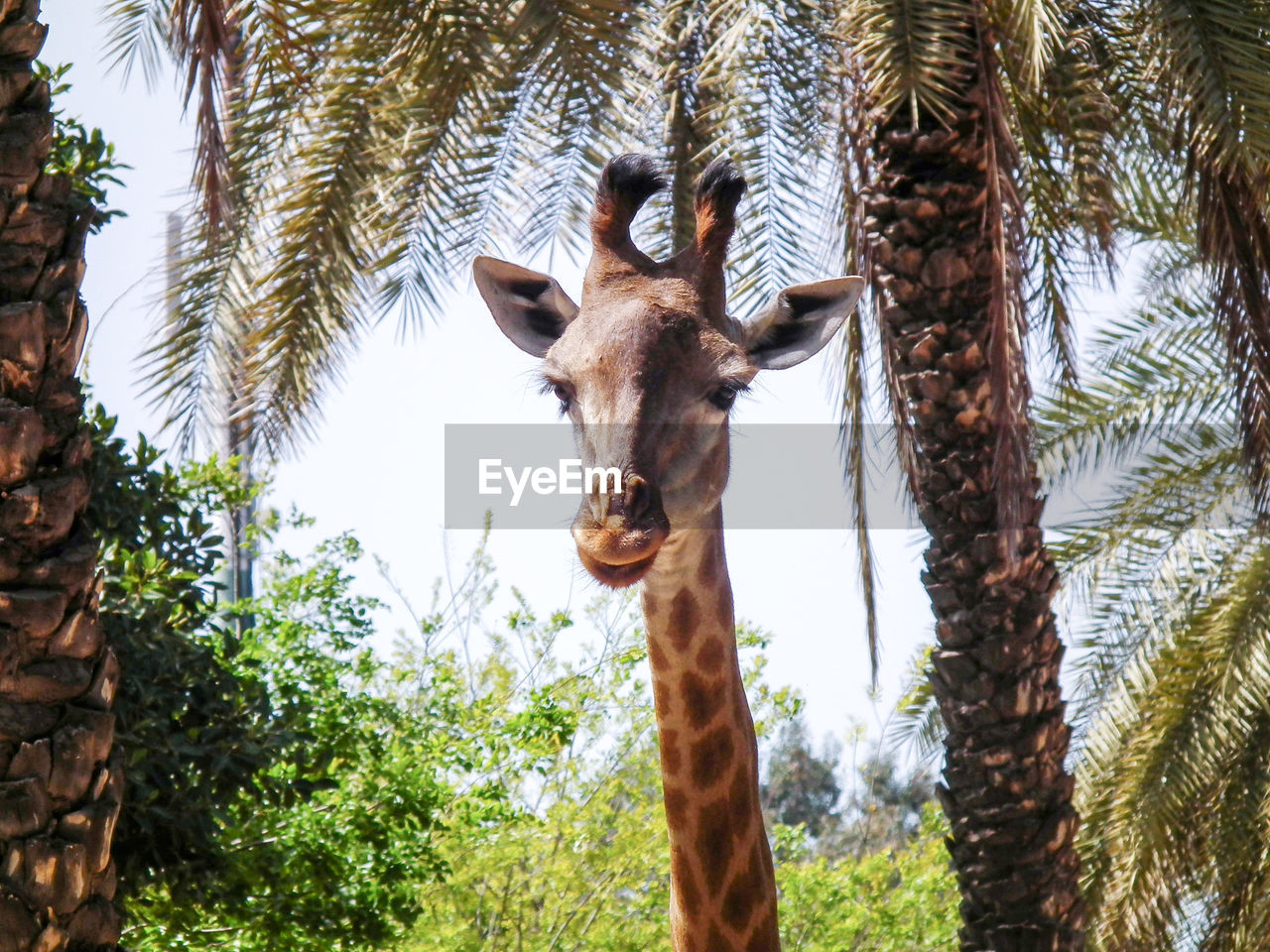 Low angle portrait of giraffe against tree