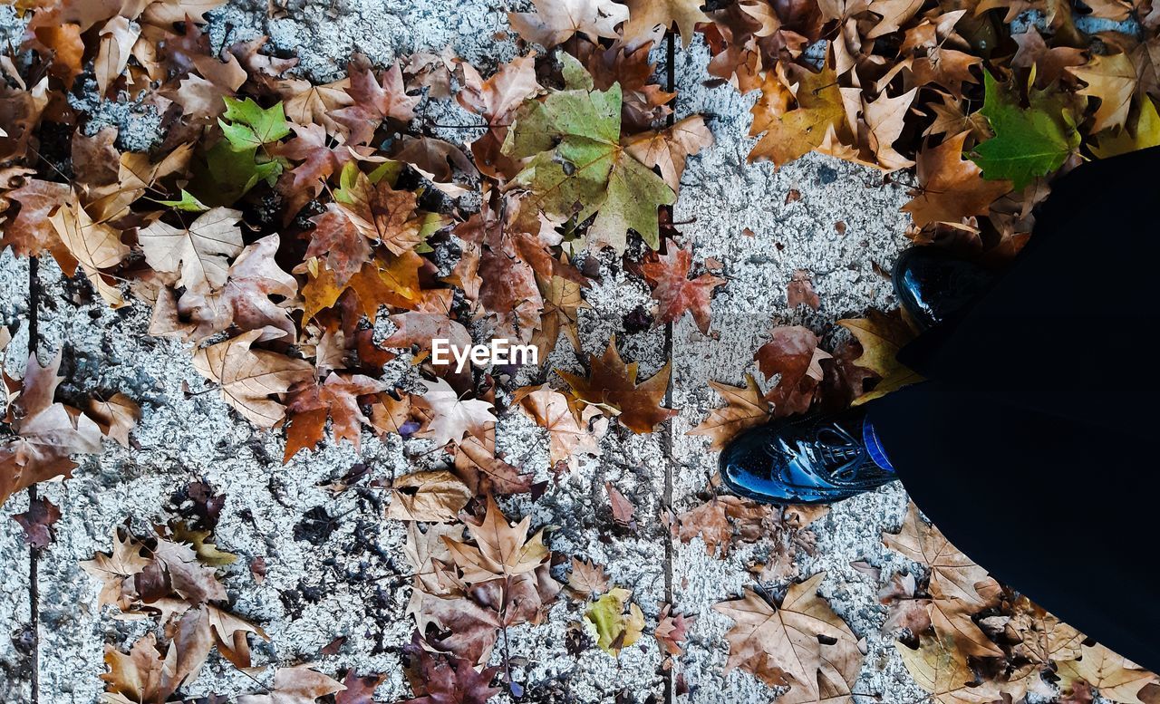 LOW SECTION OF PERSON STANDING BY DRY LEAVES