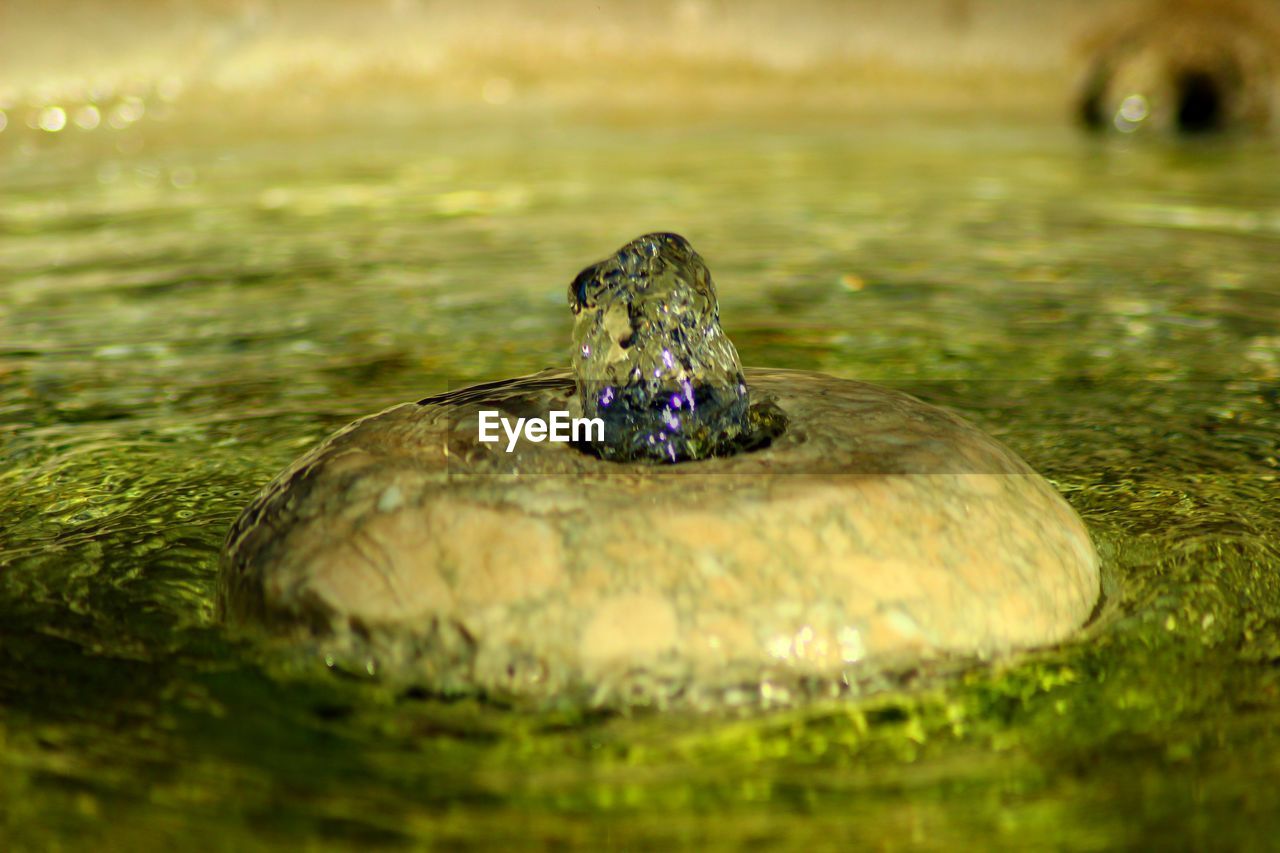 CLOSE-UP OF TURTLE IN LAKE