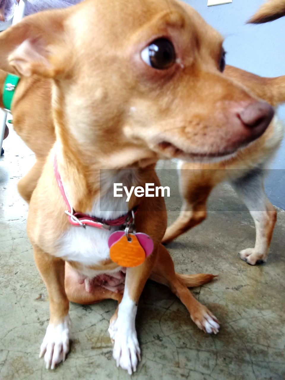 CLOSE-UP PORTRAIT OF DOG WITH MOUTH