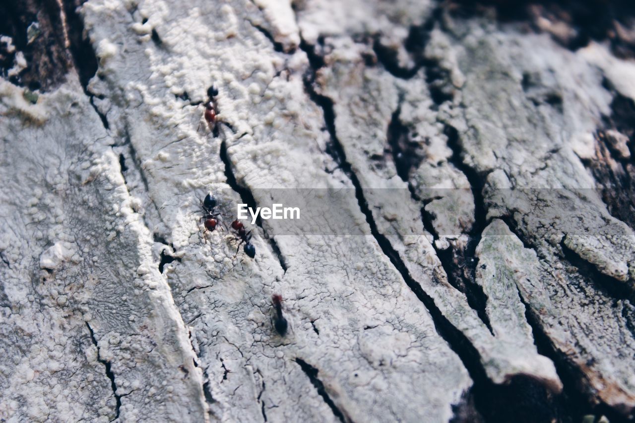 Full frame shot of tree trunk