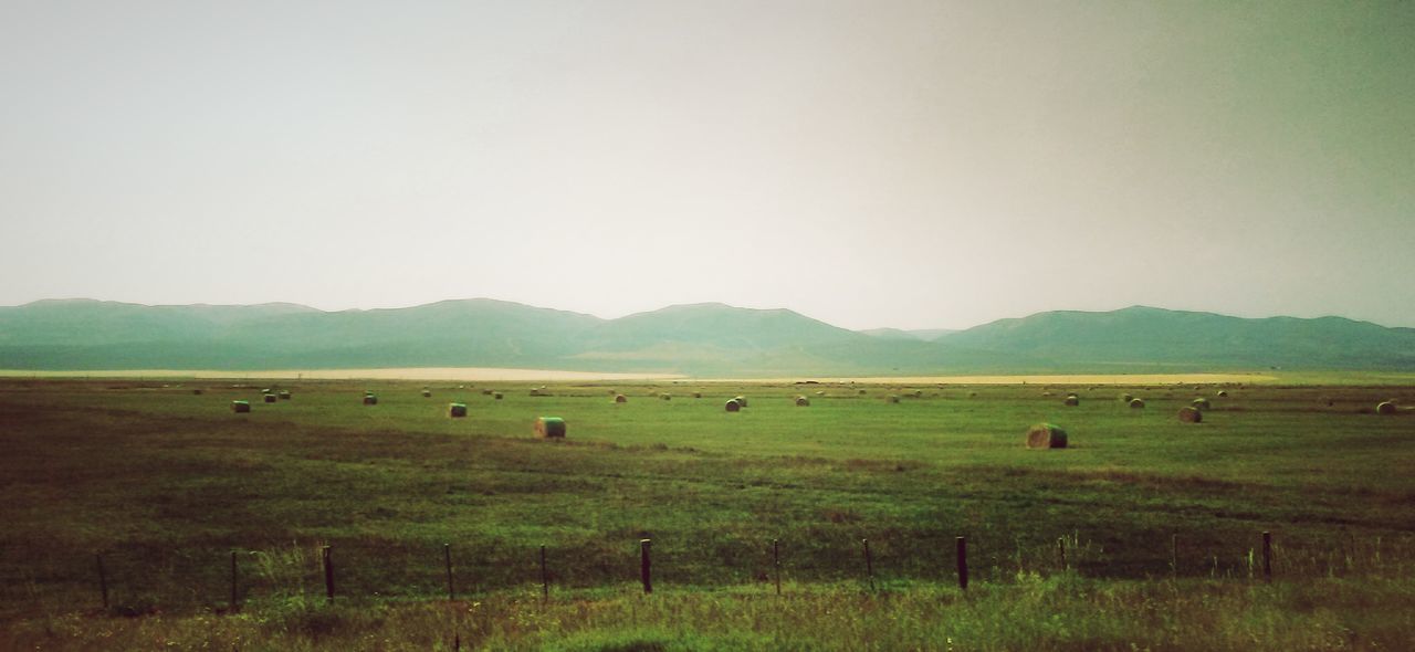 SHEEP ON FIELD AGAINST CLEAR SKY