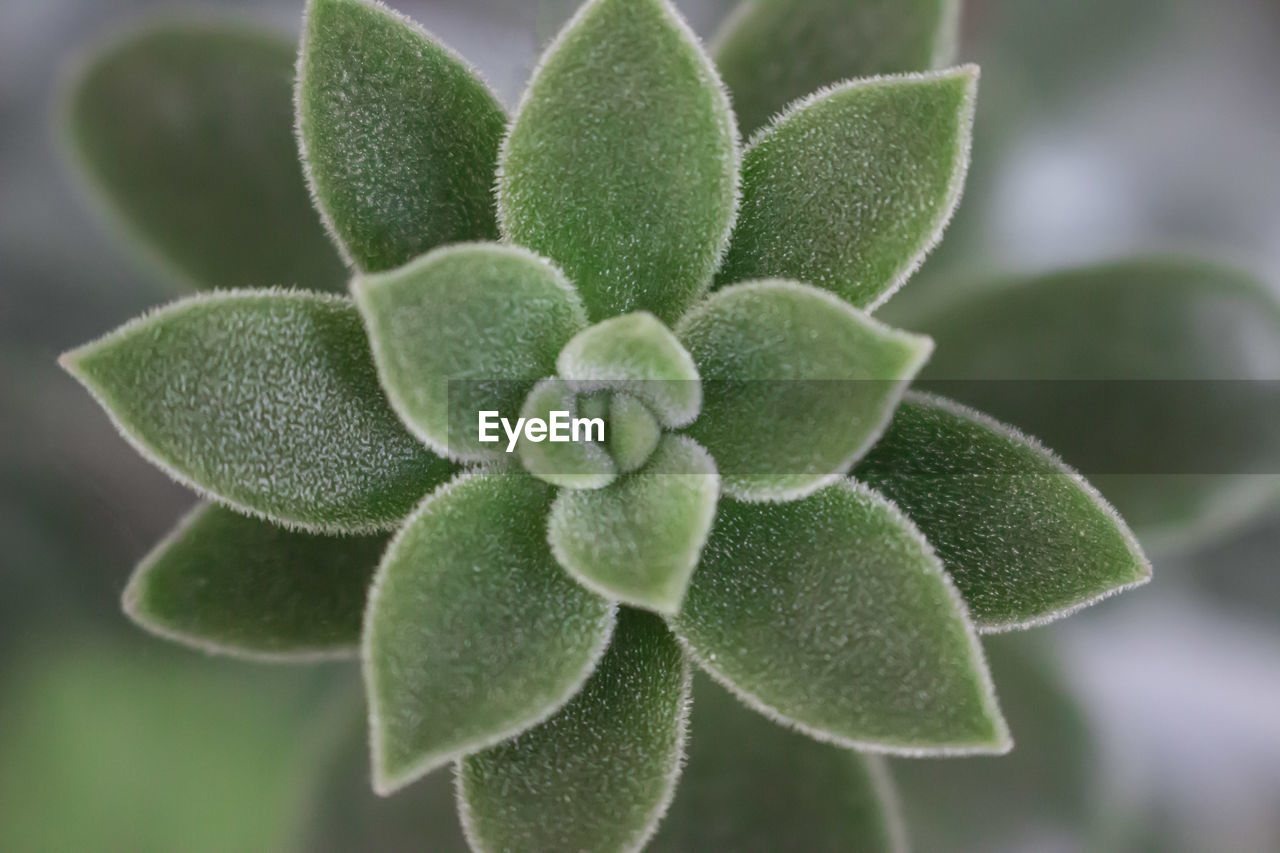 CLOSE-UP OF PLANTS