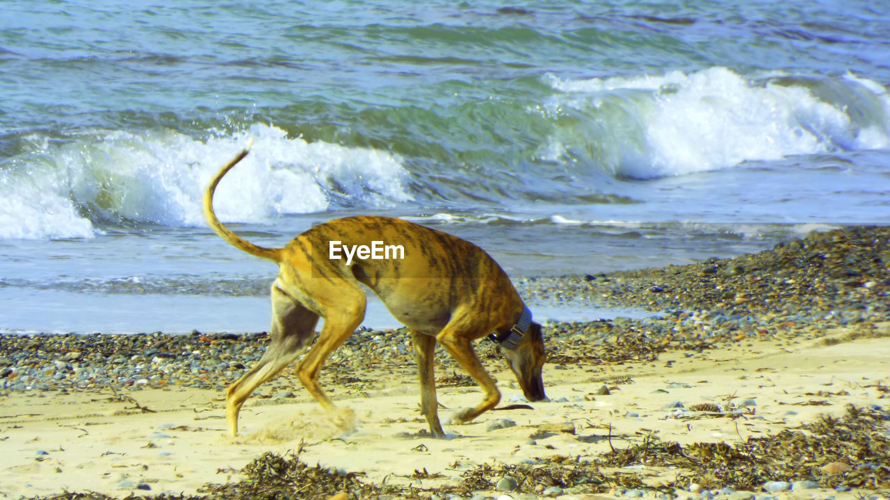 Greyhound on shore at beach
