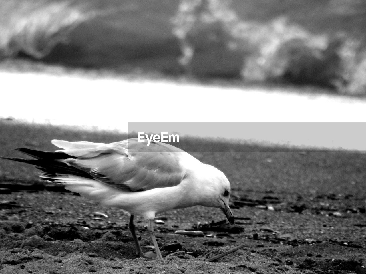 SIDE VIEW OF SEAGULLS ON BEACH