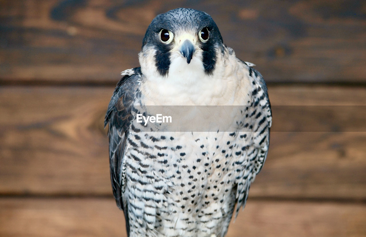 Close-up portrait of falcon 