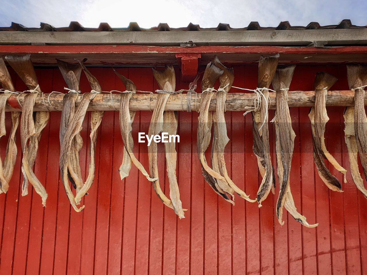 Dried stockfish hanging