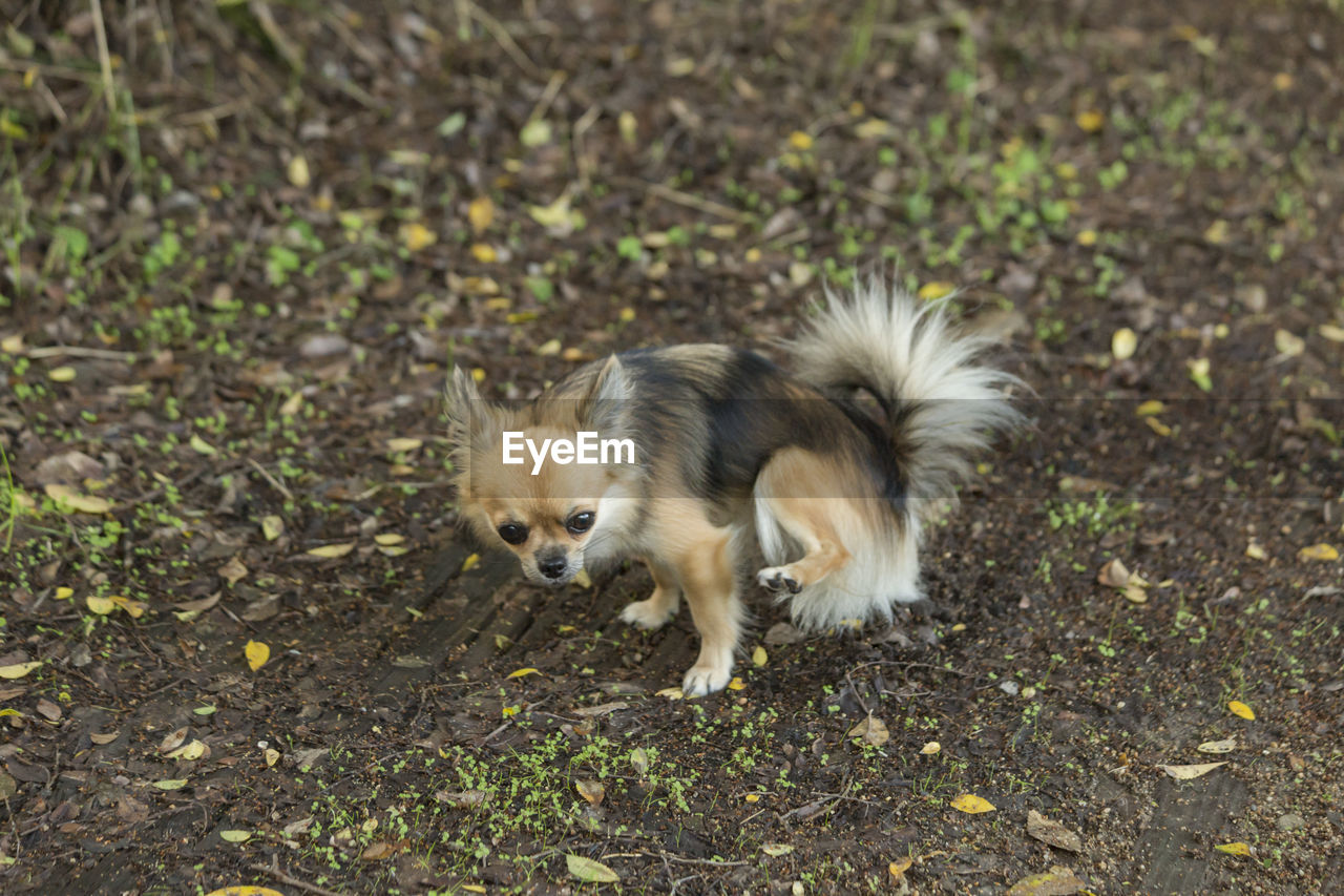 VIEW OF DOG ON GROUND