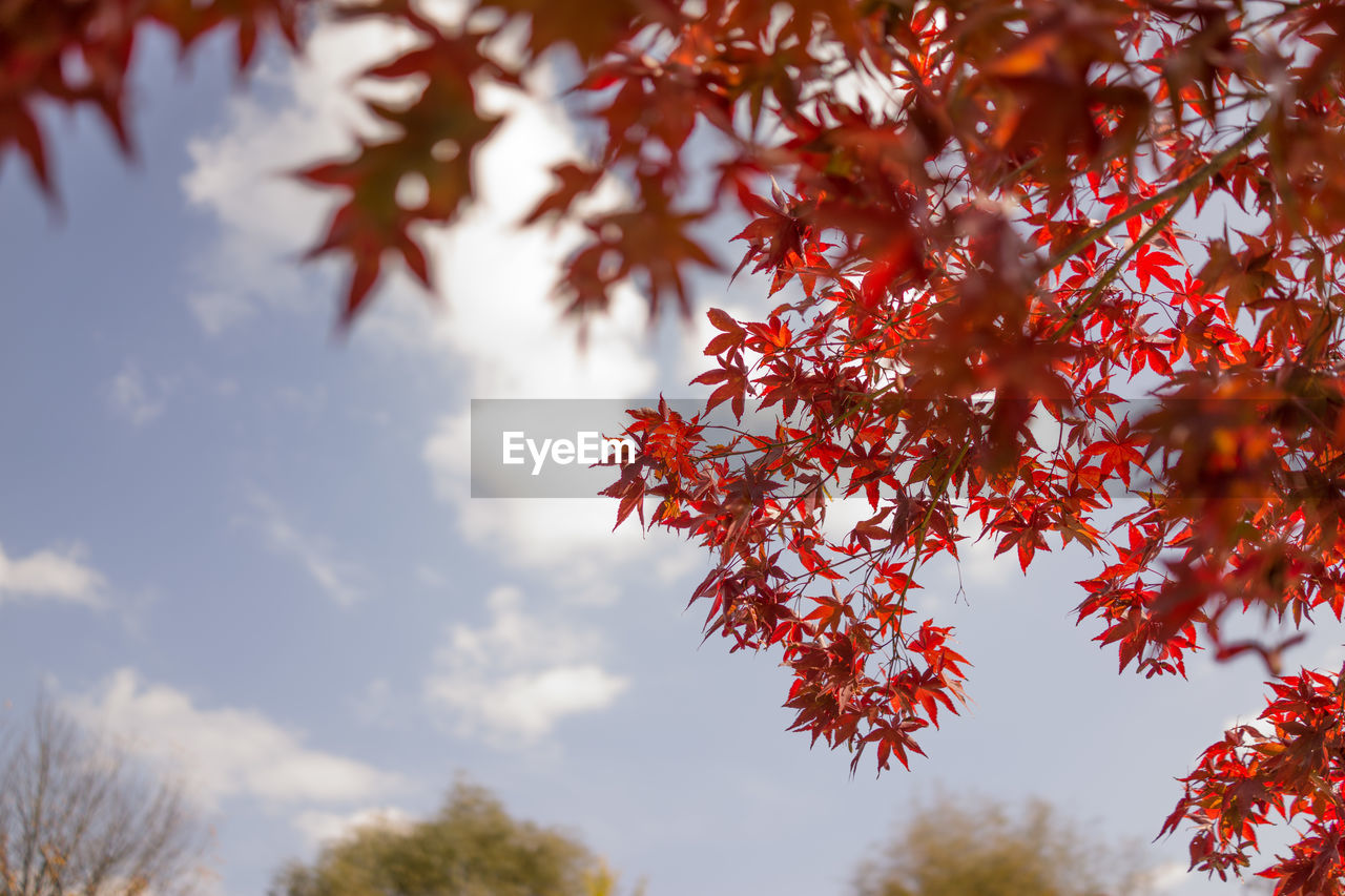 Low angle view of maple tree against sky