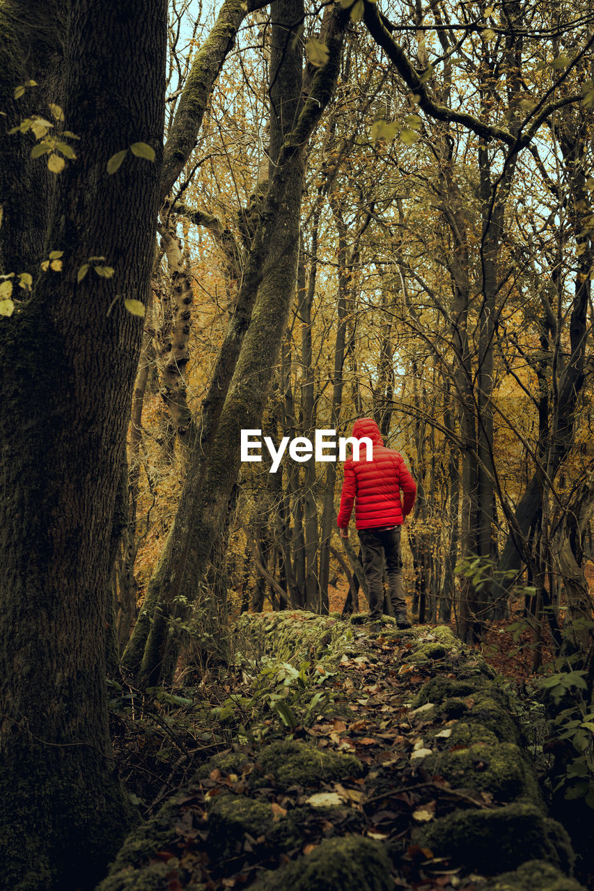 Rear view of man standing at forest