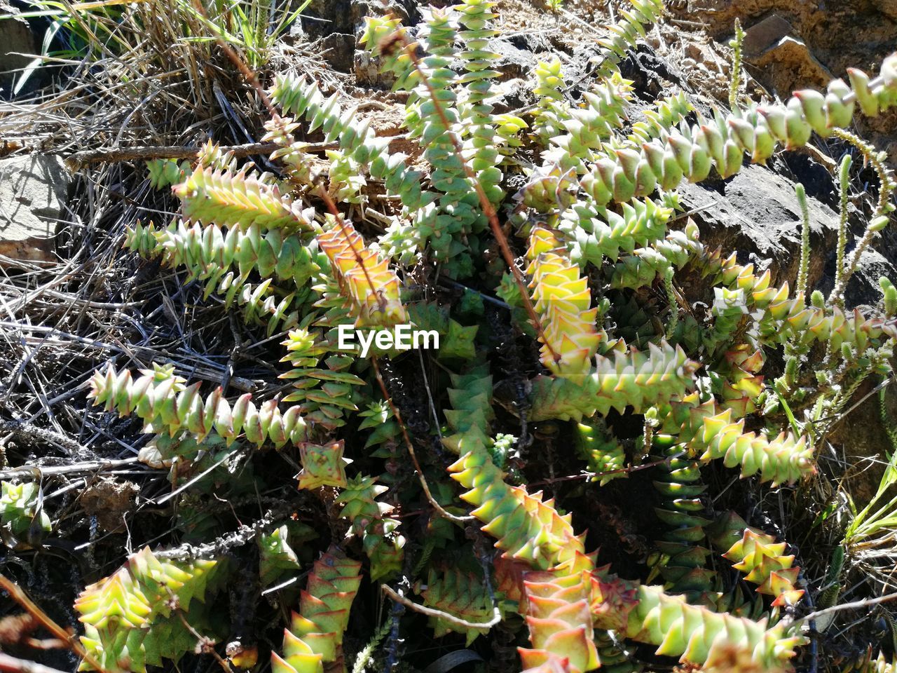 HIGH ANGLE VIEW OF SUCCULENT PLANT OUTDOORS