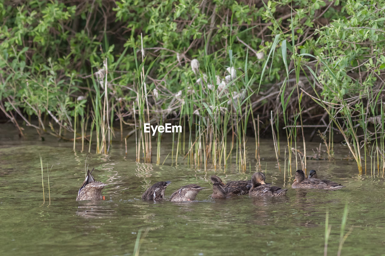 DUCKS SWIMMING IN LAKE WATER