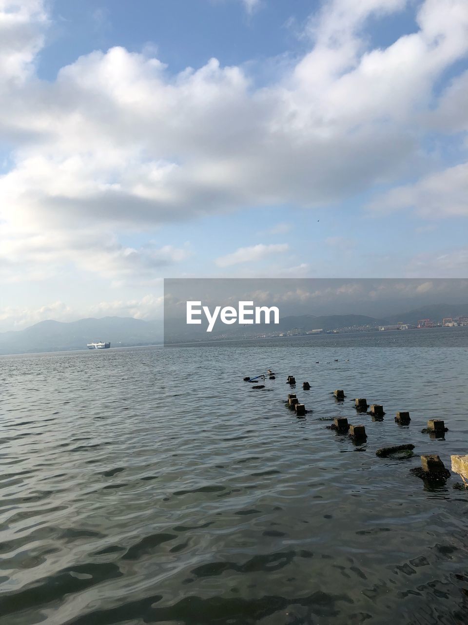 DUCKS SWIMMING IN SEA