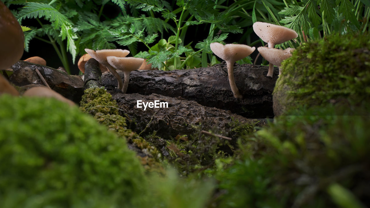 close-up of mushrooms growing in forest