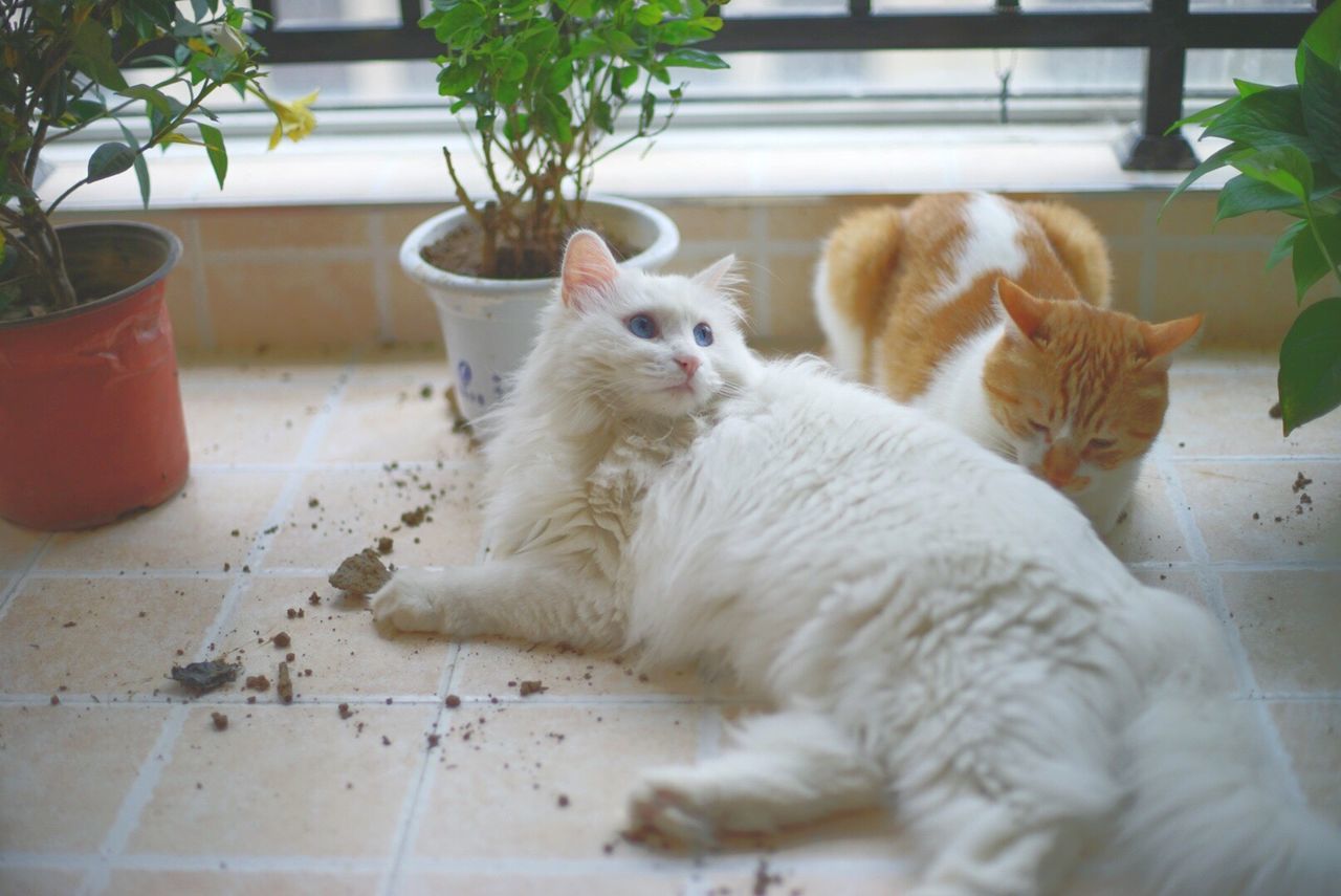 VIEW OF CAT IN KITCHEN